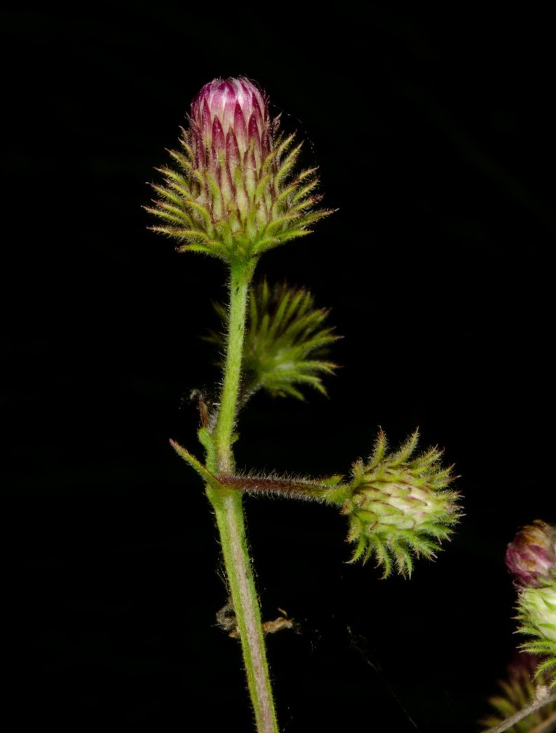 Blumea heudelotii