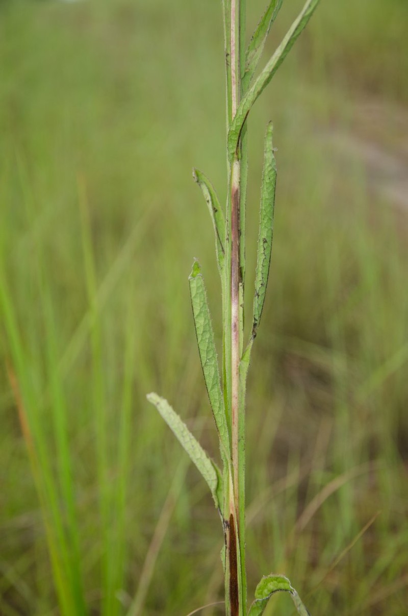Blumea heudelotii photo 2