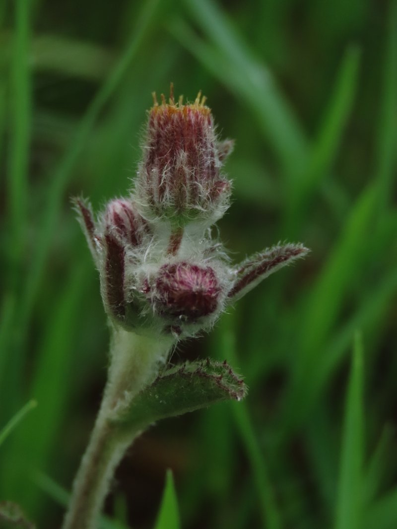 Hawkweedleaf Blumea photo 2