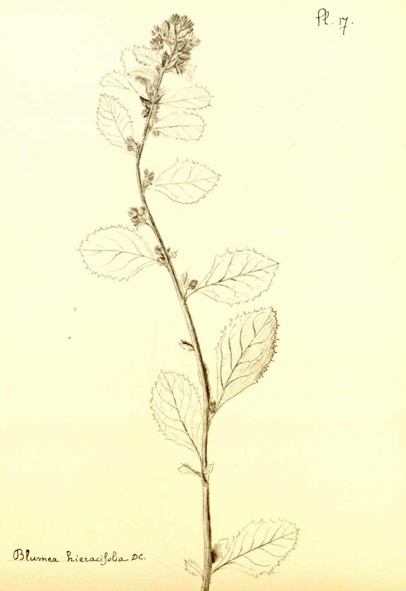 Hawkweedleaf Blumea