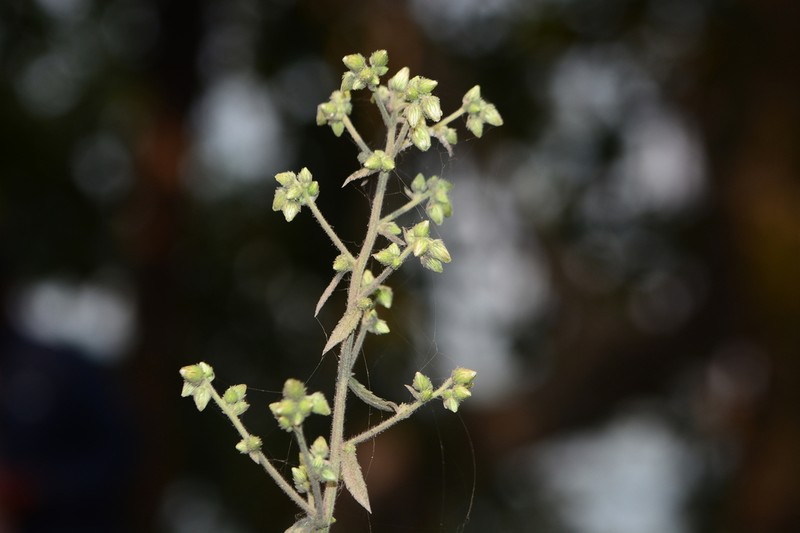 Blumea hirsuta