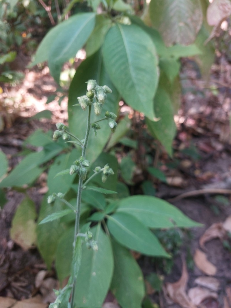 Blumea hirsuta photo 2