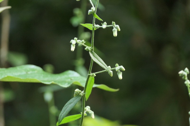 Blumea hirsuta photo 4