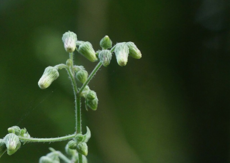 Blumea hirsuta photo 5