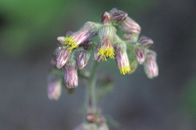 Blumea hirsuta photo 6