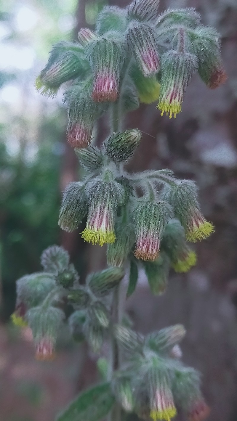 Blumea hirsuta photo 8