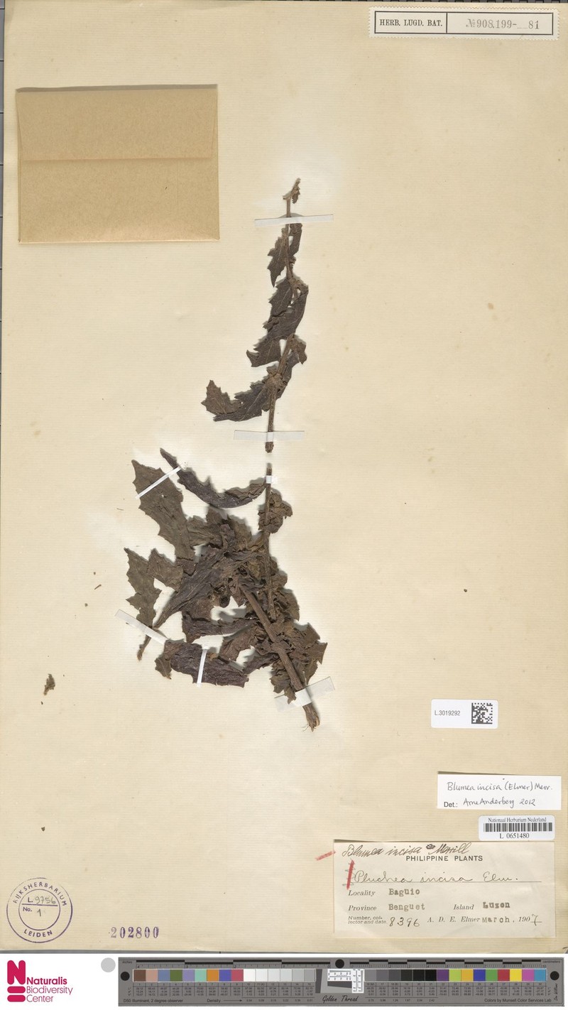 Blumea incisa