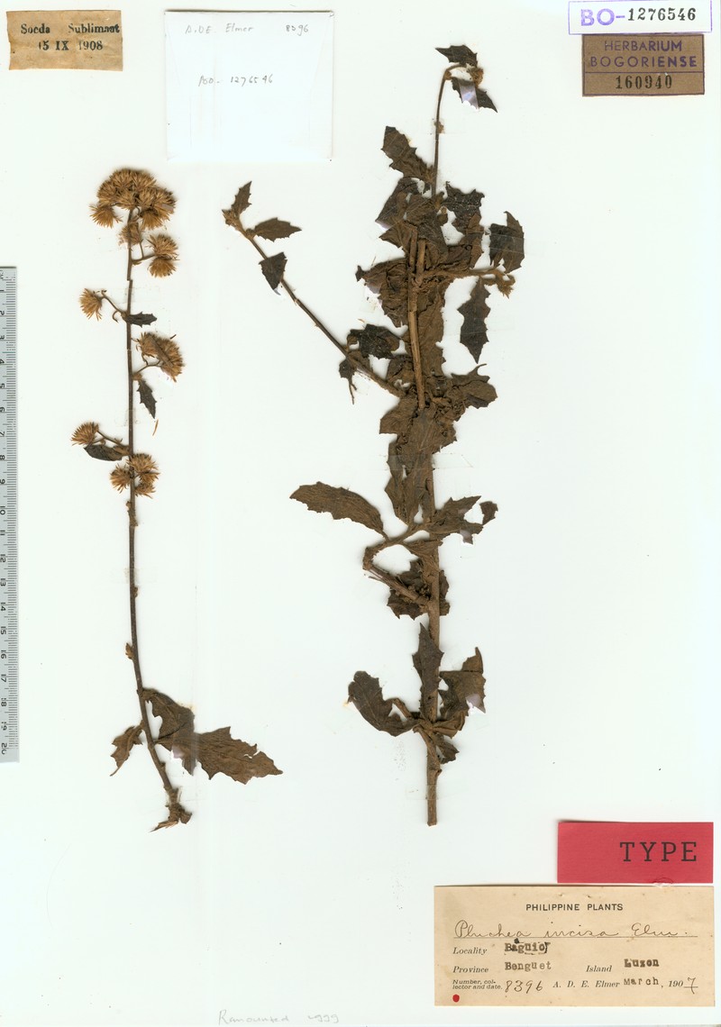 Blumea incisa photo 2
