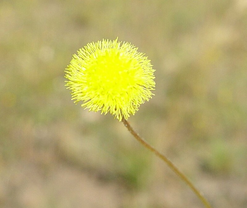 Blumea integrifolia photo 2