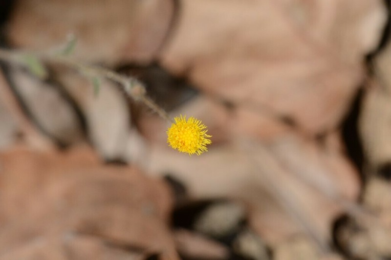 Blumea integrifolia photo 4