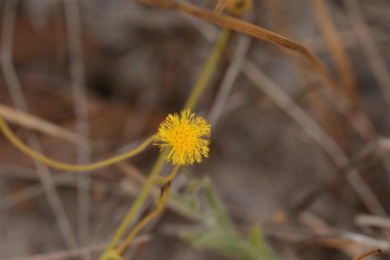 Blumea integrifolia photo 6