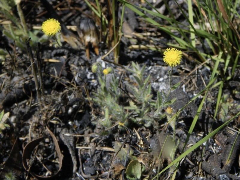 Blumea integrifolia photo 7
