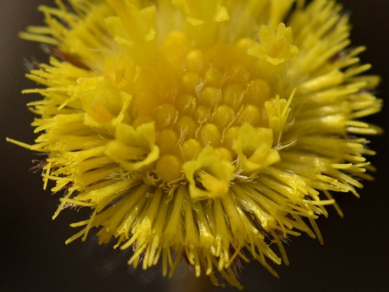 Blumea integrifolia photo 8