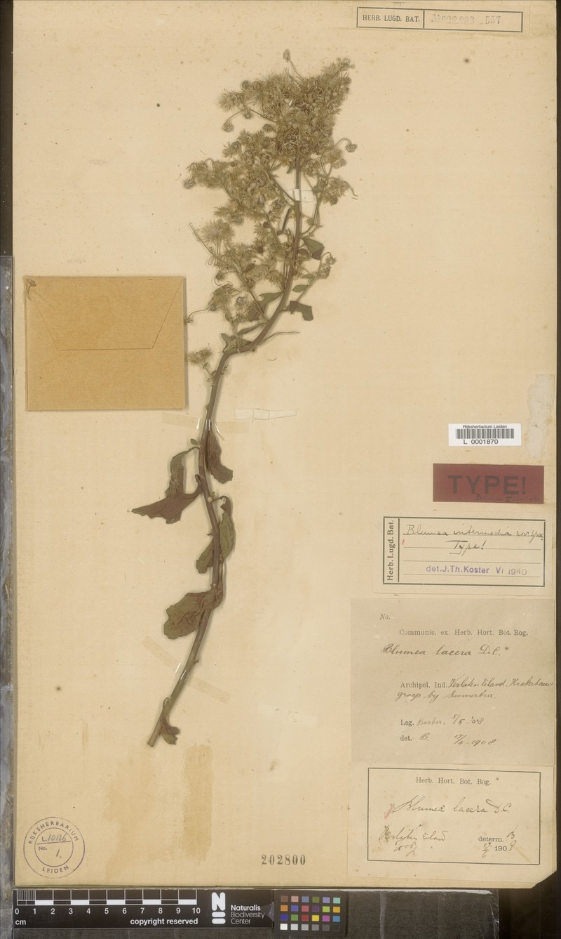 Blumea intermedia