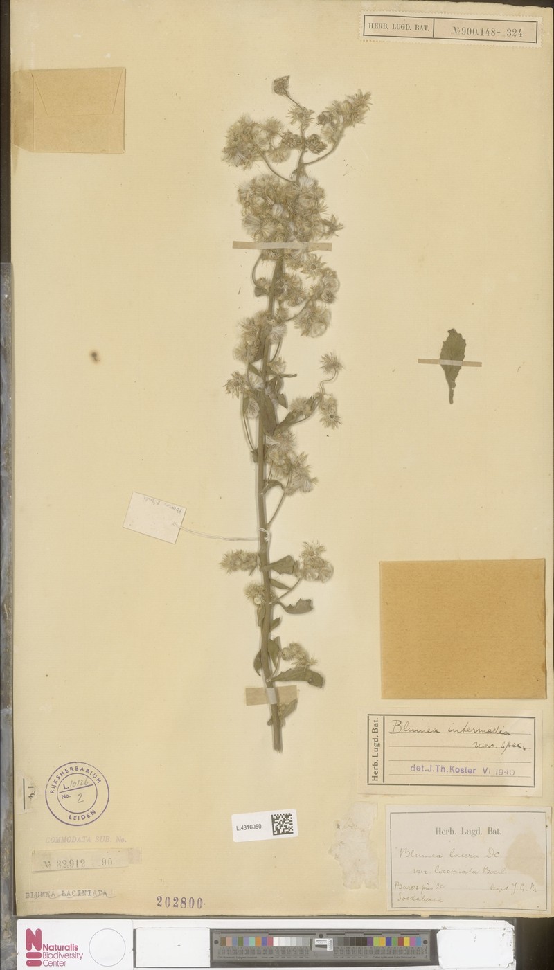 Blumea intermedia photo 2