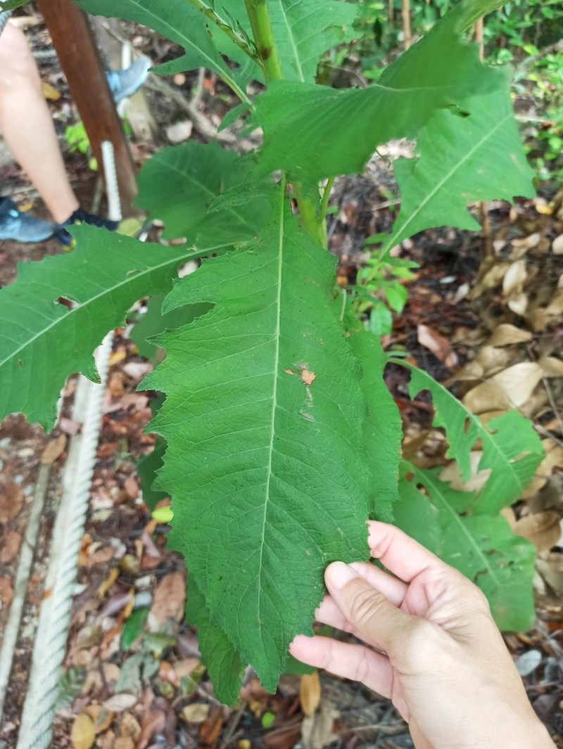 Blumea junghuhniana photo 2