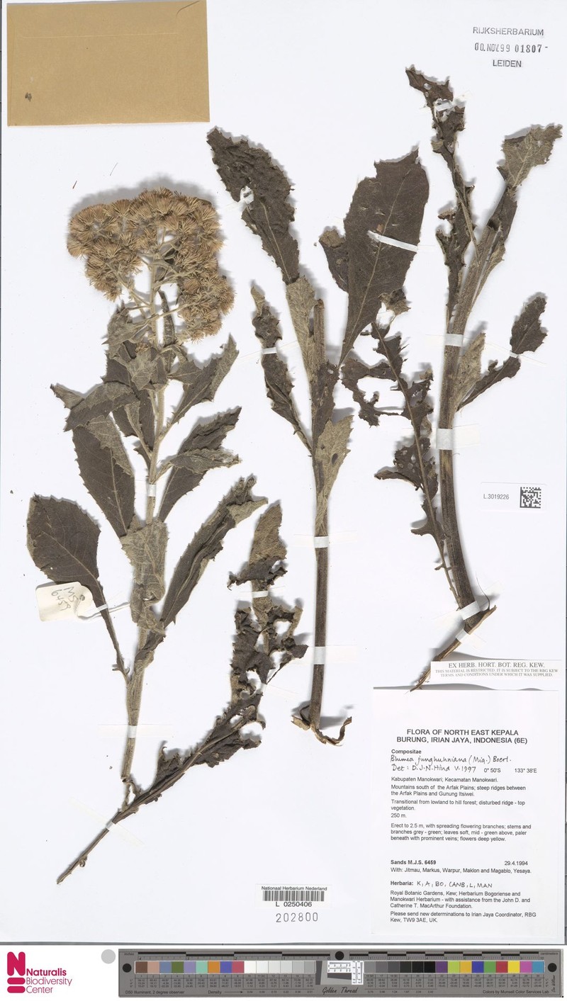 Blumea junghuhniana photo 3