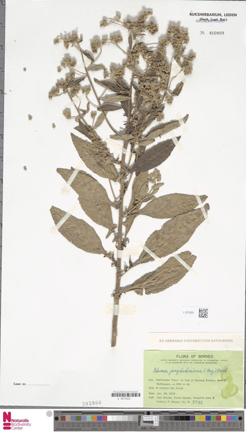 Blumea junghuhniana photo 5