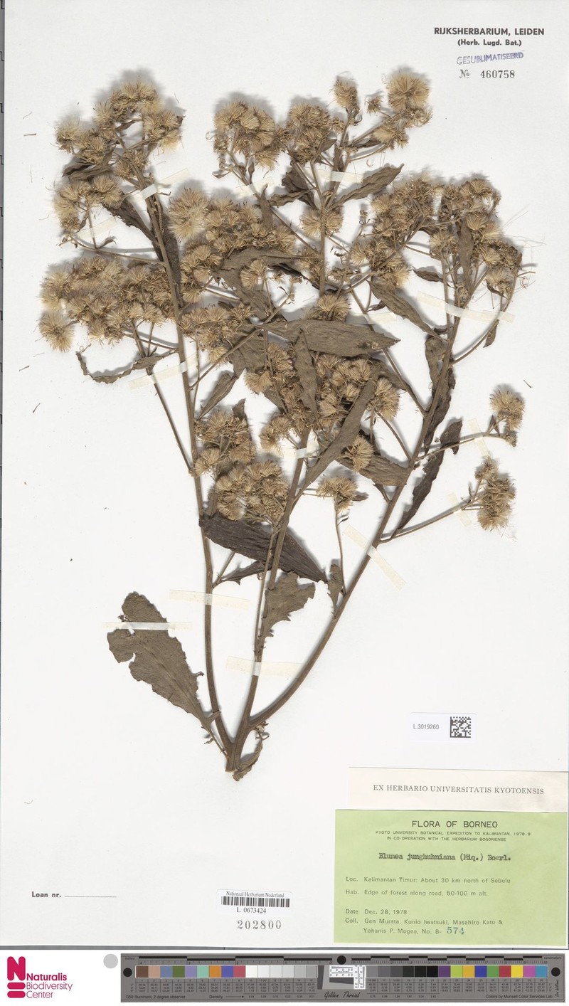 Blumea junghuhniana photo 6