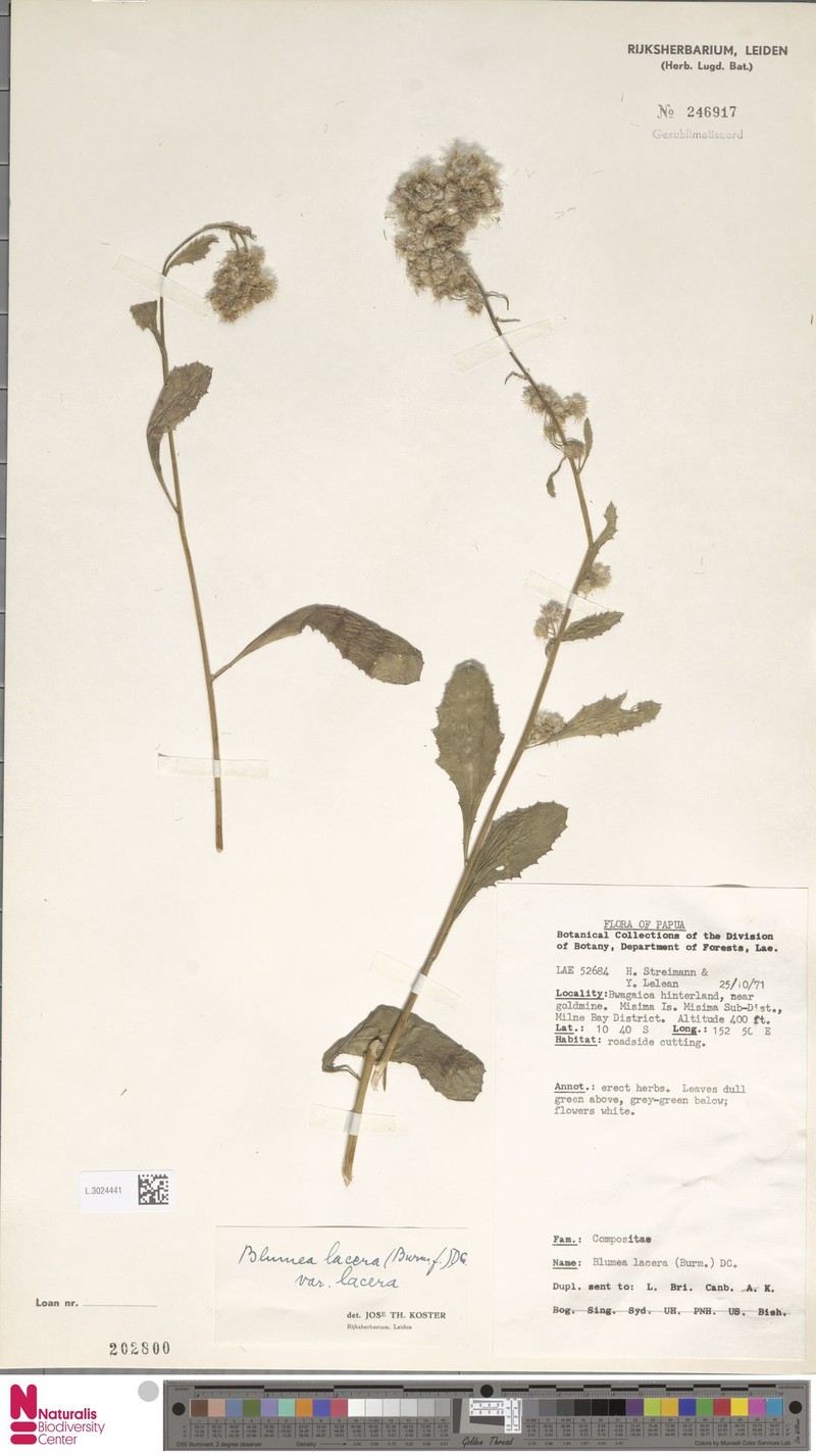 Blumea lacera var. lacera