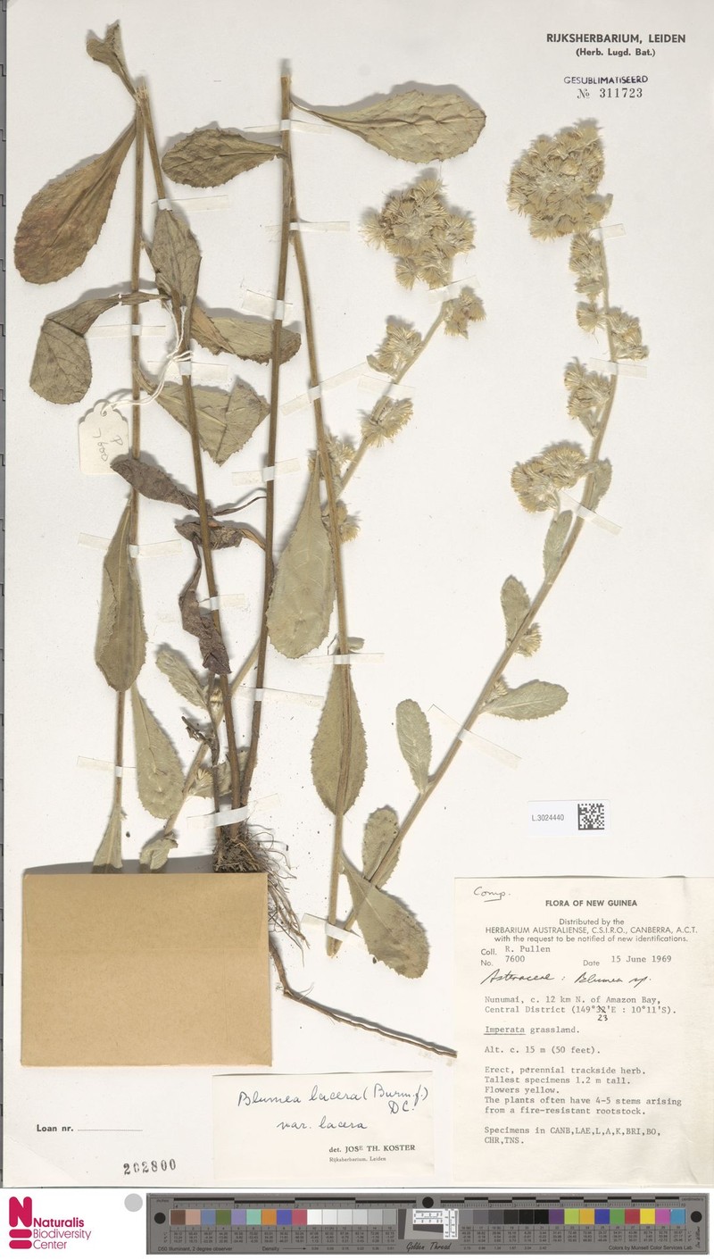 Blumea lacera var. lacera photo 2