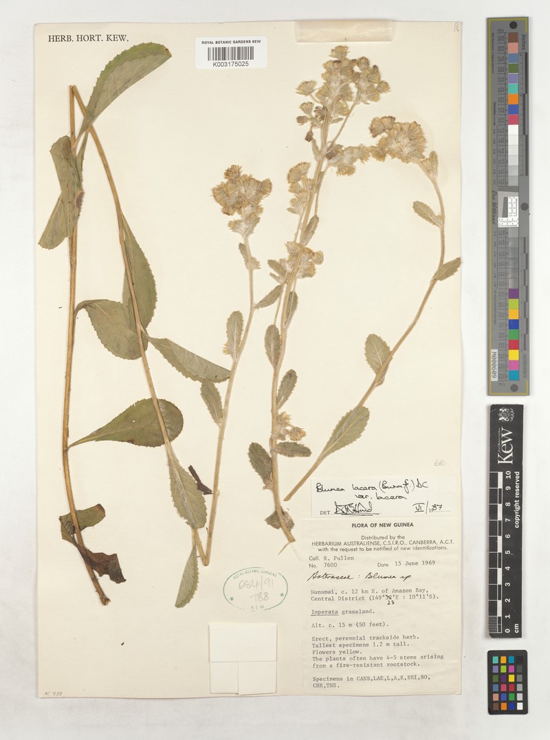 Blumea lacera var. lacera photo 3