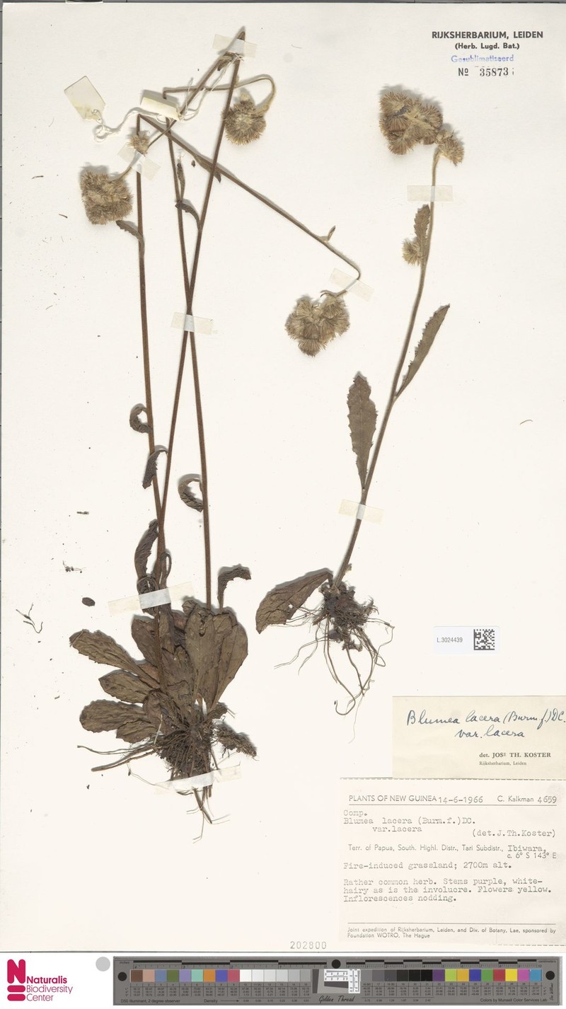 Blumea lacera var. lacera photo 4