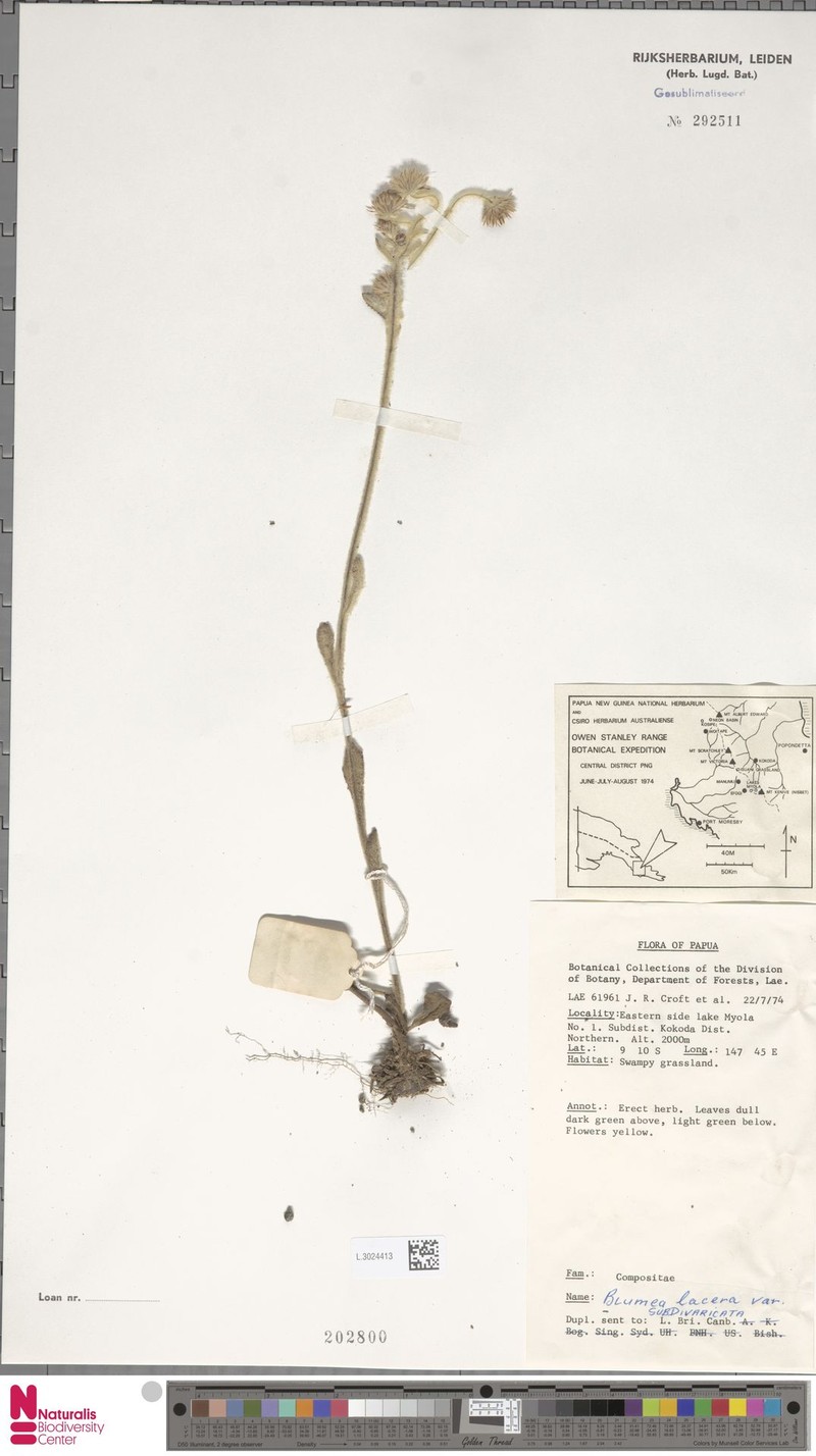 Blumea lacera var. subdivaricata
