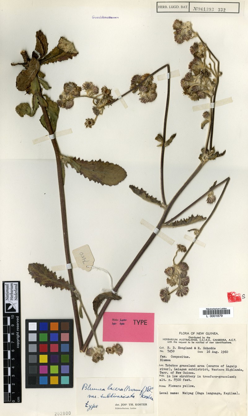 Blumea lacera var. subdivaricata photo 2
