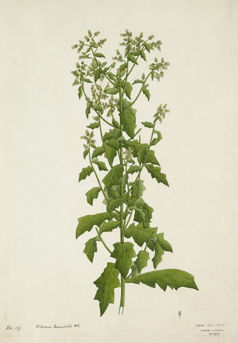 Cutleaf False Oxtongue