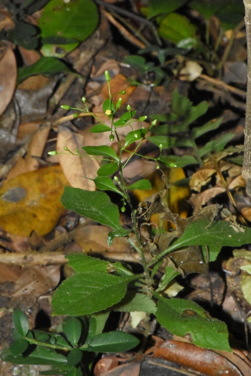 Blumea laevis