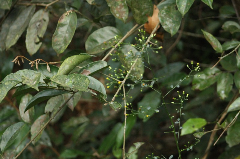 Blumea laevis photo 2