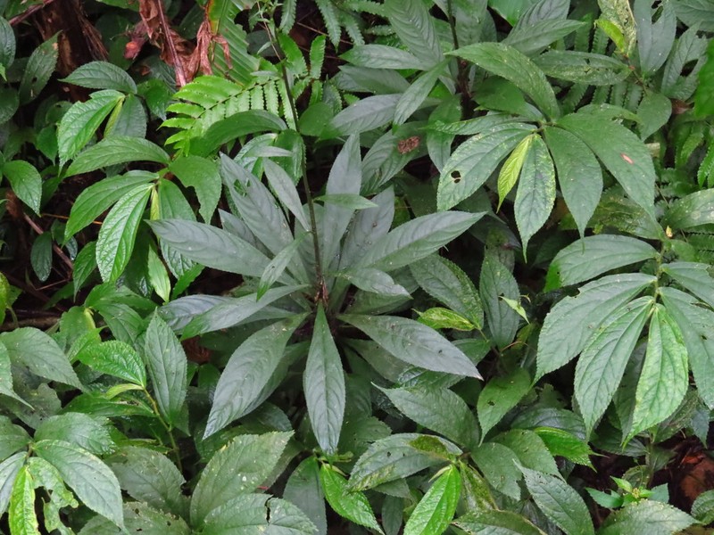 Blumea lanceolaria