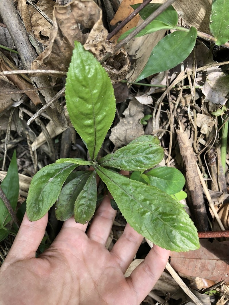 Blumea lanceolaria photo 2