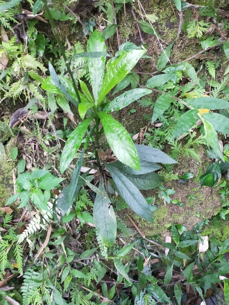 Blumea lanceolaria photo 3
