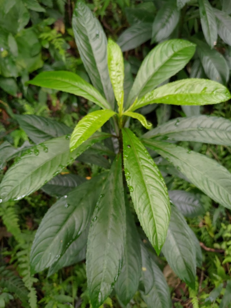 Blumea lanceolaria photo 4