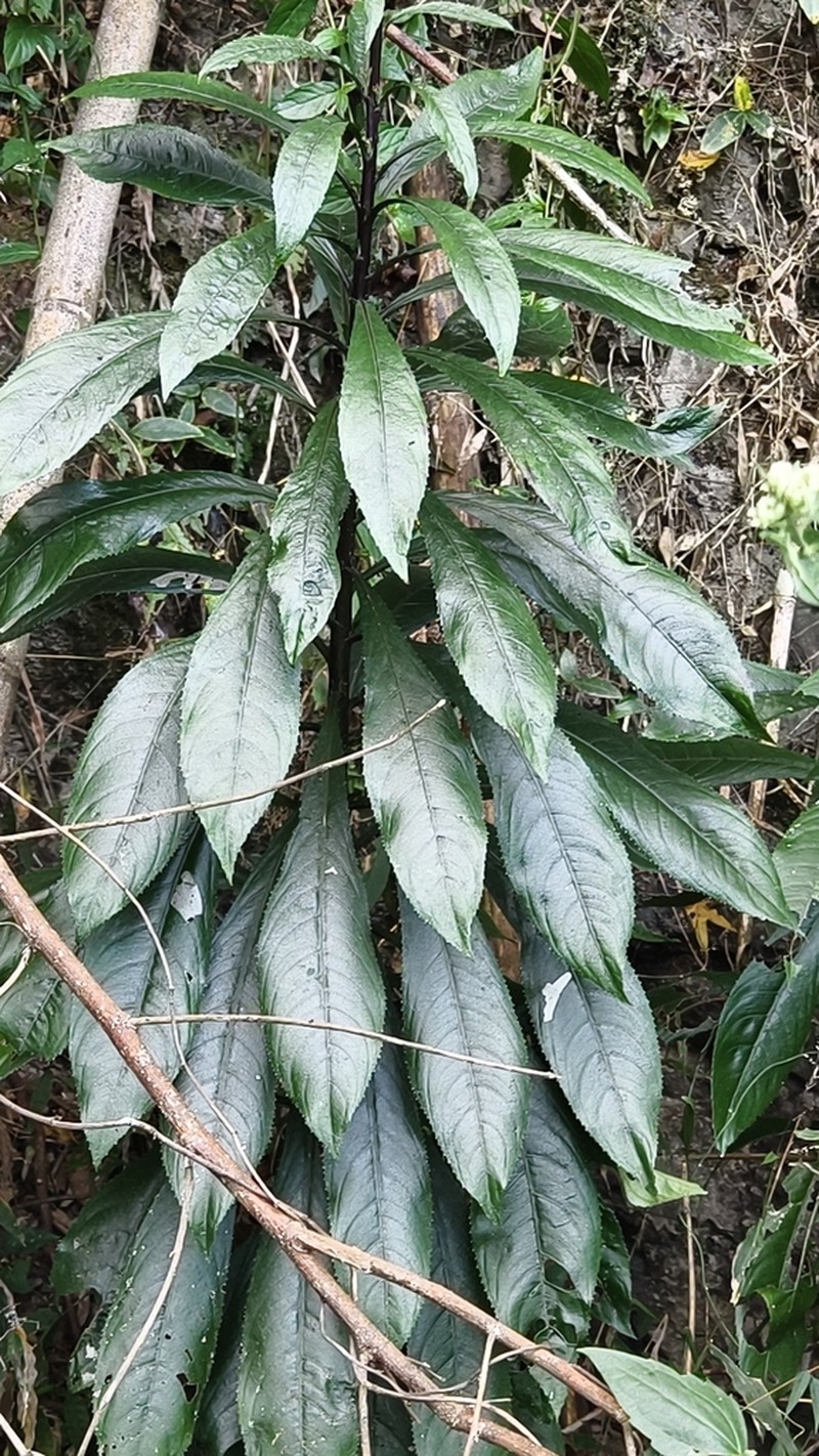 Blumea lanceolaria photo 5