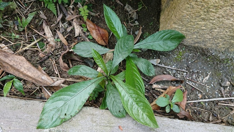 Blumea lanceolaria photo 6