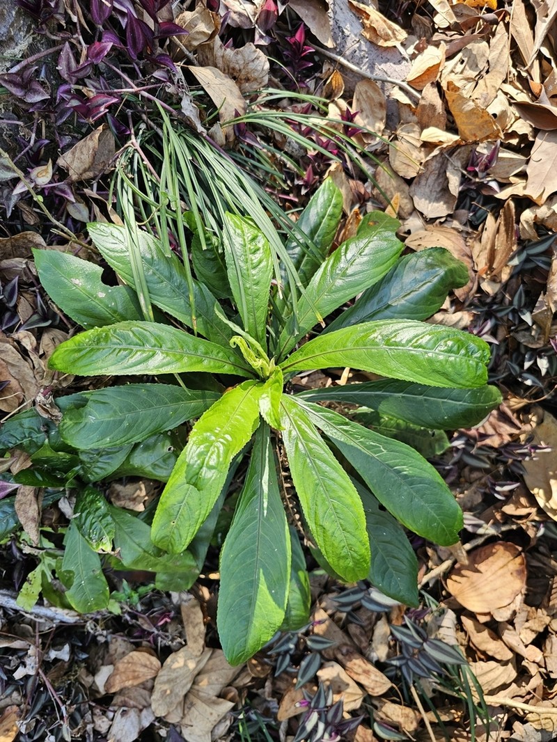 Blumea lanceolaria photo 8