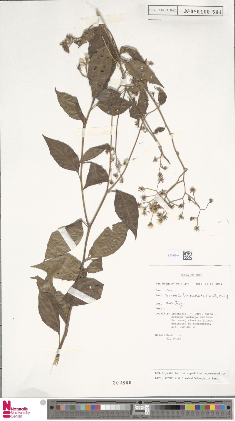 Blumea lanceolata