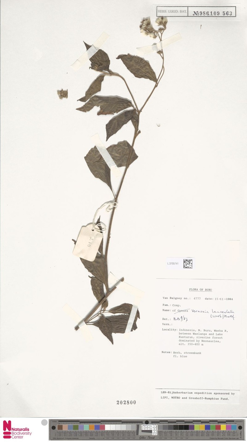 Blumea lanceolata photo 2