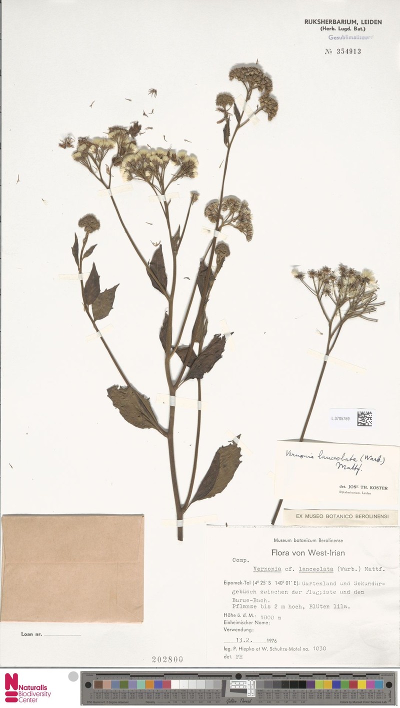 Blumea lanceolata photo 3