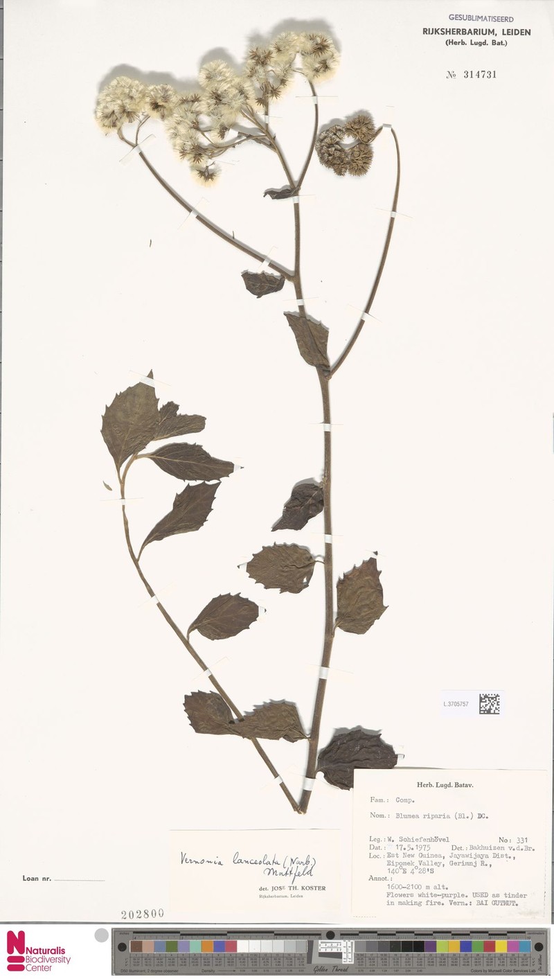 Blumea lanceolata photo 4