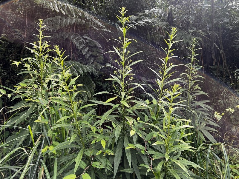 Blumea linearis