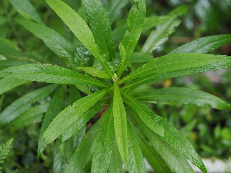 Blumea linearis photo 3