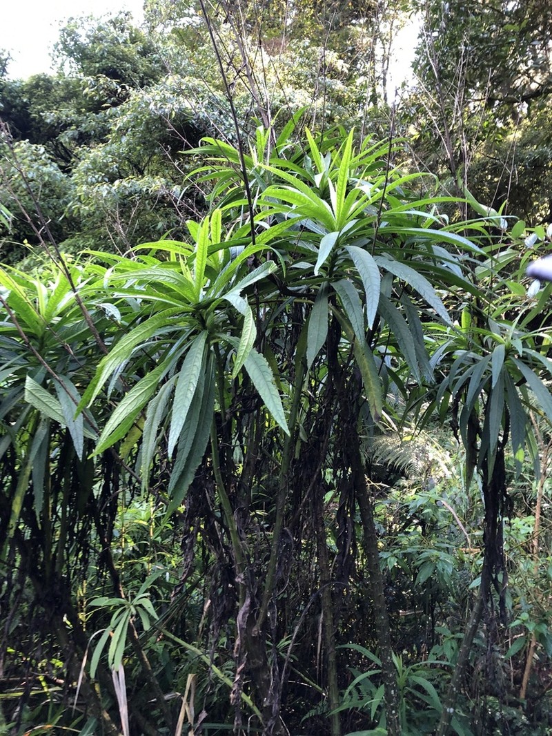 Blumea linearis photo 4