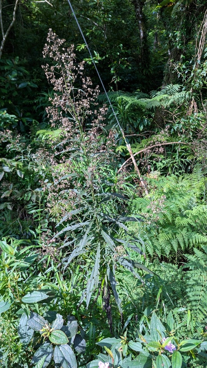 Blumea linearis photo 5