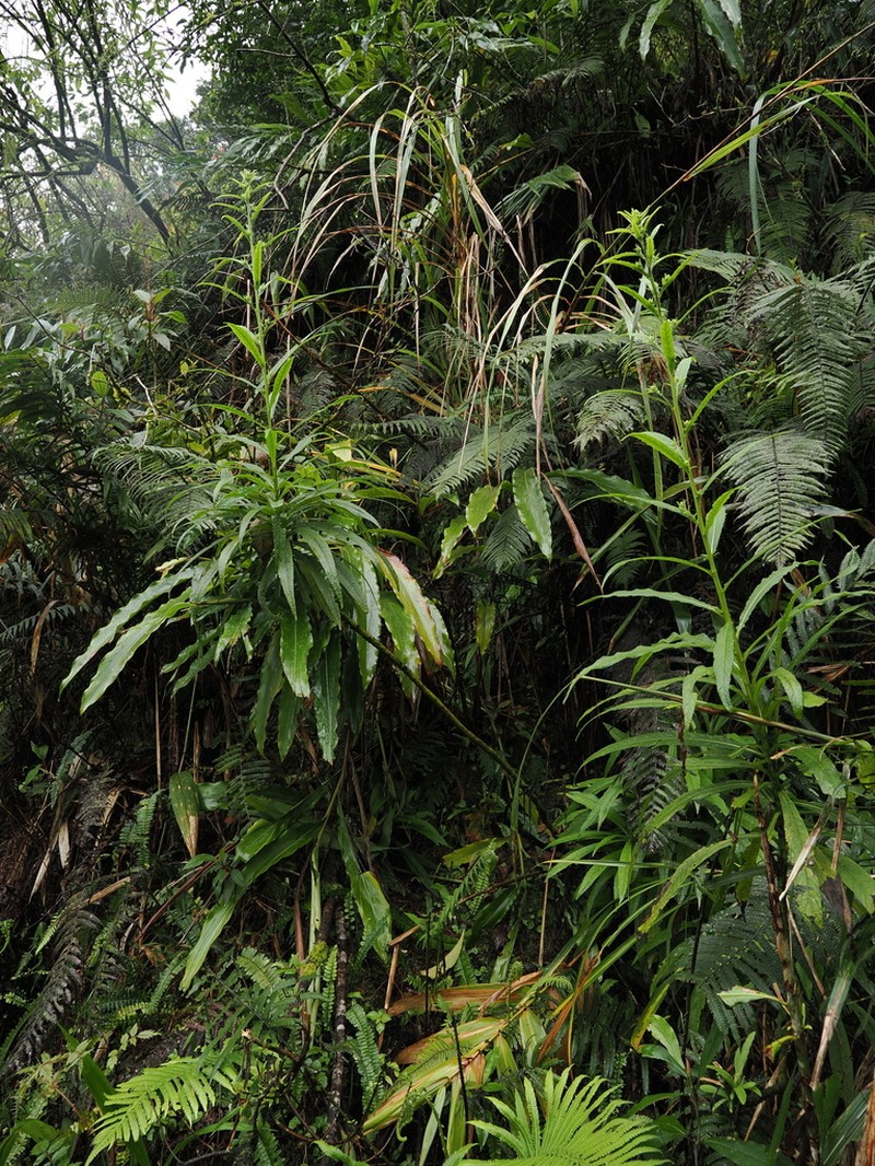 Blumea linearis photo 7