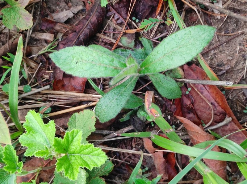 Blumea macrostachya