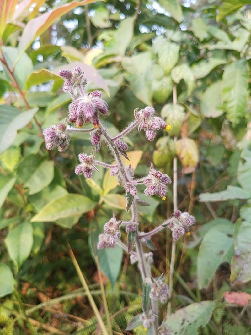 Blumea macrostachya photo 2